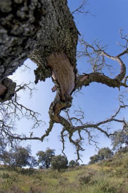 A tree attacked by the pseudofungi.