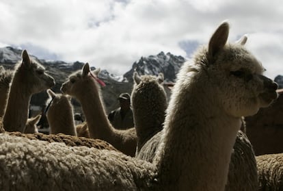Unas alpacas, en Ticlio, una zona del distrito de Chicla, en la región de Lima. Una vacuna contra la covid-19 diseñada en Perú ha comenzado a probarse en estos animales.