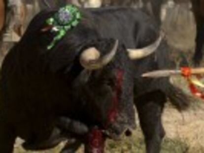 Rompesuelas ha caído tras 20 minutos de persecución por Tordesillas. Así te lo hemos contado