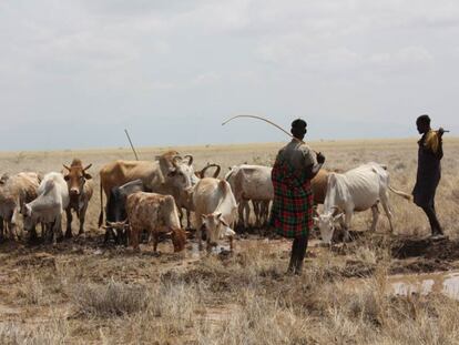 Varios pastores llevan a su ganado a las aguas drenadas.