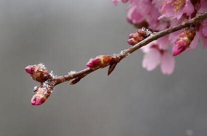 Una rama en flor con restos de nieve después de una tormenta pocos días después del inicio de la primavera, en Baltimore.