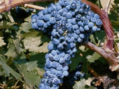 Racimo de tempranillo.