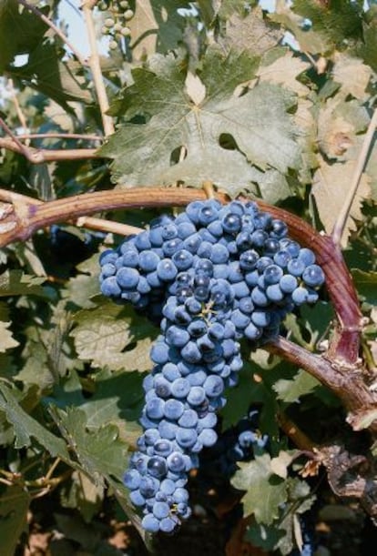 Racimo de tempranillo.