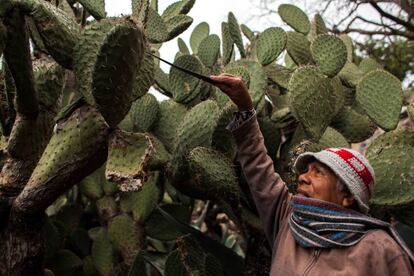 Socorro Aguilar, de 77 años, es vecina de Real de Catorce. En las primeras horas de la mañana corta los nopales con un cuchillo.