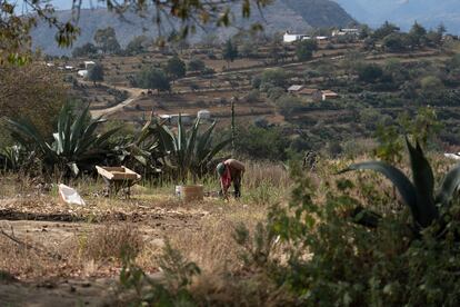 Un ejidatario de Tecoltemi trabaja en su milpa. Es temporada de habas.