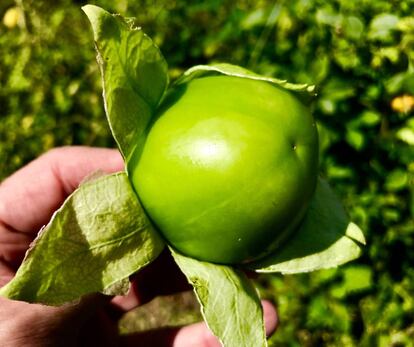 MILTOMATE O TOMATILLO VERDE / CAPEL