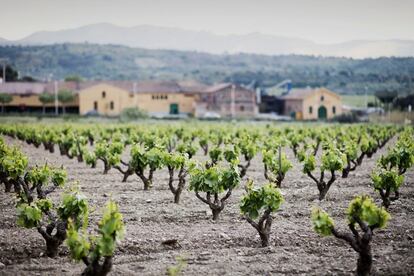 Els ceps del Celler Espolla, a la Costa Brava