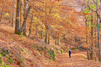 Las Faias de São Lourenço, en Manteigas, en el parque natural da Serra da Estrela.