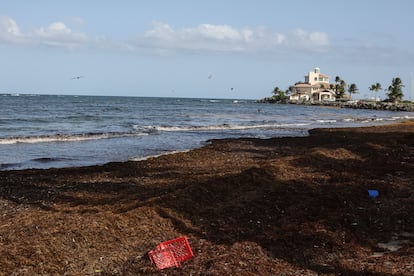 Un manto de sargazo recolectado en la playa de Yabucoa, en Puerto Rico, el 12 de agosto.