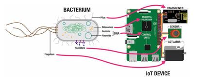 Comparación entre una bacteria de E. coli y un dispositivo de internet de las cosas controlado por una Raspberry Pi.