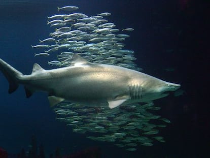 Tiburones a la deriva
