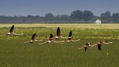 Unos flamencos sobrevuelan el Parque Nacional de Do&ntilde;ana. 