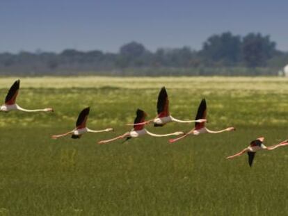 Unos flamencos sobrevuelan el Parque Nacional de Doñana.