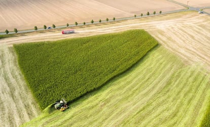 Vista de un campo donde agricultores con sus máquinas cosechadoras cultivan cannabis, en Naundorf (Alemania).