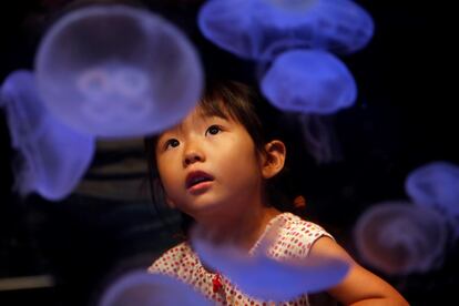 Una niña observa absorta un tanque con medusas en el Acuario Shinagawa de Tokio (Japón).