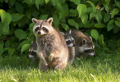 Una familia de mapaches.