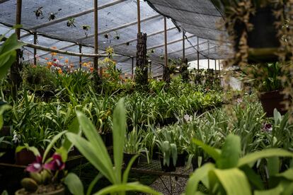 Vista general de una de las secciones de orquídeas en el santuario.