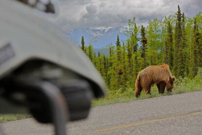 Oso en la ruta.