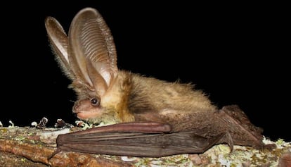 A bat photographed in O Morrazo (Pontevedra).