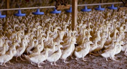 Granja de patos en California para producir 'foie'.