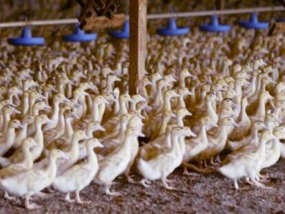 Granja de patos en California para producir &#039;foie&#039;. 