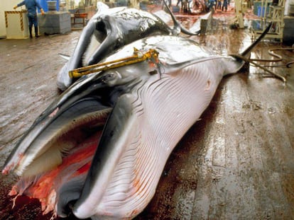 Una ballena capturada por pescadores japoneses en 2008.