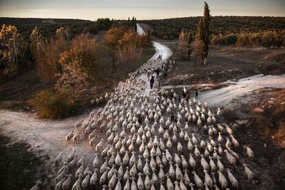 90 varas de pastor castellana era la medida que regulaba por edicto real del Monarca Alfonso X El sabio, allá por el año 1273, el ancho de las Cañadas Reales para el tránsito de ganaderías trashumantes en España. Hoy día, apenas quedan 150 familias trashumantes migrando por estos caminos repletos de historia. En busca de mejores pastos, Antonio Alarcón, María Franco y sus dos hijos, Daniel y Antonio, dos veces al año caminan a pie cerca de 200 km, 8 días de duro viaje con sus más de 600 ovejas entre su hogar en Fátima (Granada) y Sierra Morena (Jaén). Antonio Alarcón hijo, conduce su rebaño de ovejas al atardecer en la Cañada Real “El Paso” en el tramo que transita entre las localidades de Úbeda y Sabiote (Jaén). La familia cada día completa más de 8 horas de camino a pie en los que a veces alcanzan los 30 km de distancia.