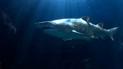 Un ejemplar de tiburón toro en el Bioparc Acuario de Gijón. El centro ha inaugurado una exposición única sobre 'Tiburones', en colaboración con el Museo Americano de Historia Natural de Nueva York.