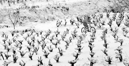 Vinyes nevades a l&#039;Alt Pened&egrave;s en una imatge d&#039;arxiu.