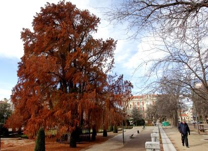 Taxodium mucronatum, ahuehuete o ciprés calvo en el Parterre del parque del Retiro.