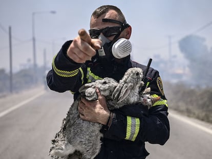 Un bombero sostiene a dos conejos y a un gato después de rescatarlos entre las localidades de Kiotari y Gennadi, en la isla griega de Rodas, el pasado 24 de julio.