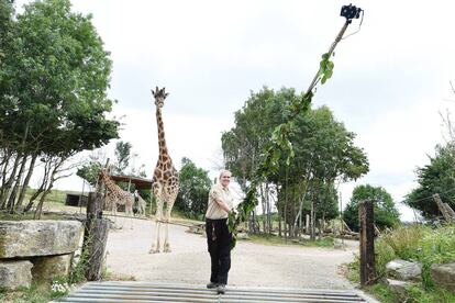 Una cuidadora se fotografía con las jirafas en el World of Adventures Resort de Chessington (Inglaterra).
