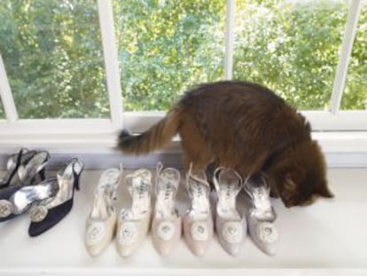 Un gato olisquea zapatos de Chanel.