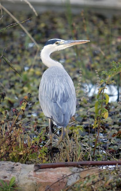 Un ejemplar de garza real, 'Ardea cinerea', intentando alimentarse con los peces del estanque. Puede alcanzar el metro de altura. Se trata de un ave nativa de Europa y de Asia templada, que también habita en zonas de África.