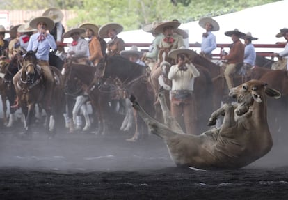 Un toro cae en el ruedo después de que un charro consigue derribarlo durante una competición en la charreada celebrada el 28 de febrero en la Ciudad de México. En Estados Unidos, algunos grupos en defensa de los animales han criticado la charrería debido a que opinan que su práctica daña a los animales. El charro Fernando Medellín Leal responde que si la técnica se efectúa correctamente, el animal no sufre. "Nuestra intención, bajo ninguna circunstancia, es dañar a los toros".