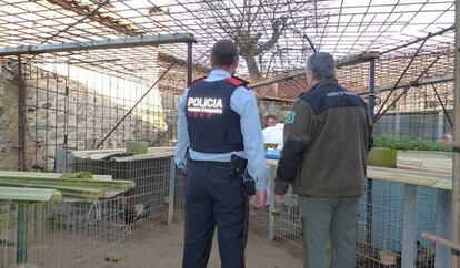 La finca donde han sido halladas 211 aves mutiladas y entrenadas para peleas de gallos.