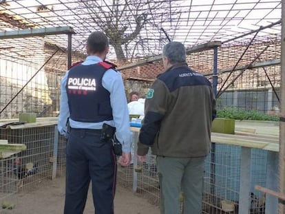 La finca donde han sido halladas 211 aves mutiladas y entrenadas para peleas de gallos.