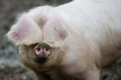 Un cerdo, en una granja en Plesse al frente del Show Internacional de Agricultura de París.