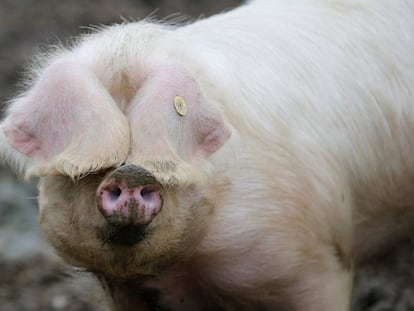 Un cerdo, en una granja en Plesse al frente del Show Internacional de Agricultura de París.