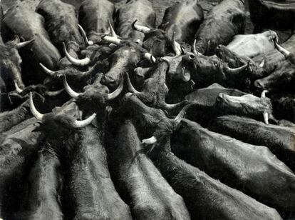 Toros fotografiados para el anuario de AFAL en 1958.