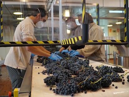 Mesa de selección de uva en las bodegas Vega Sicilia.