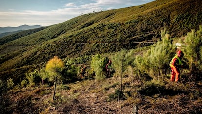 Trabajos de reforestación del proyecto Motor Verde, de la Fundación Repsol.