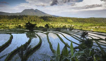 Los campos de arroz salpican la geograf&iacute;a de la isla.