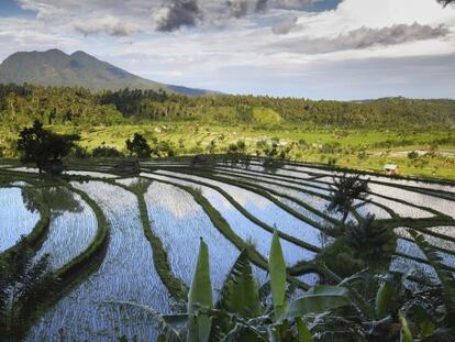 Los campos de arroz salpican la geograf&iacute;a de la isla.