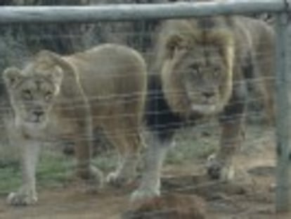 Los felinos se crían en cautividad y se cazan en recintos cerrados para garantizar el trofeo