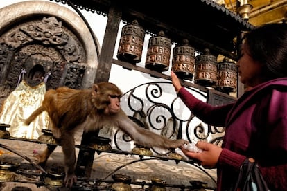 La impresionante estupa encalada de Swayambhunath, patrimonio mundial, es uno de los santuarios budistas más sagrados de Nepal. Los peregrinos recorren las capillas, haciendo girar rodillos de oración (en la foto) y murmurando mantras mientras otros moradores se aprovechan del momento de rezo.