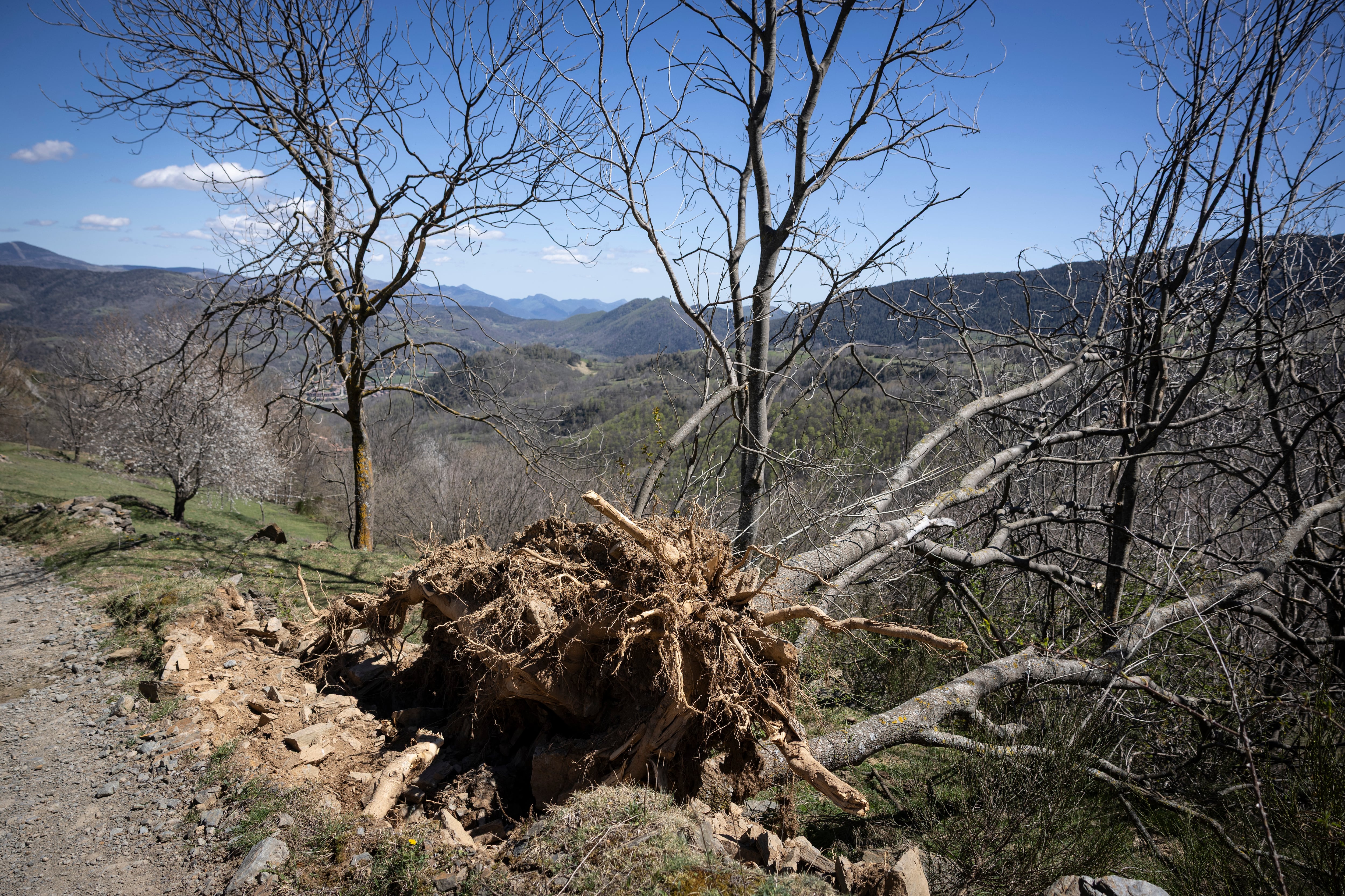 Un árbol caído por el viento en la Sierra Cavallera entre Abella y Vilallonga del  Ter (Girona). 