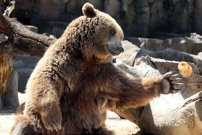 Los osos pardos son obsequiados cada día durante la ola de calor con grandes polos con fruta en su interior.