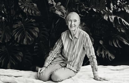 Jane Goodall.