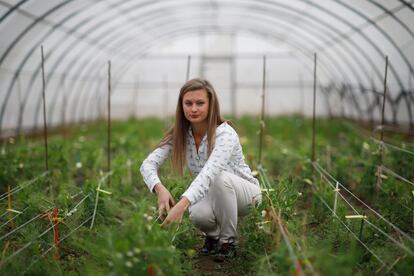 La bióloga ucrania Yulia Kobirenko, en un invernadero con plantas de guisante en el Instituto de Agricultura Sostenible, en Córdoba.